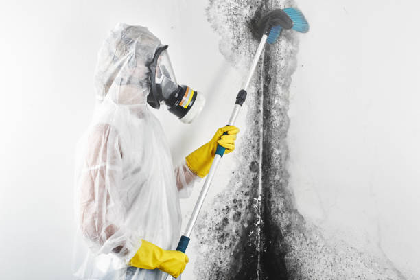 Best Water Damage & Mold Remediation  in Breckenridge Hills, MO